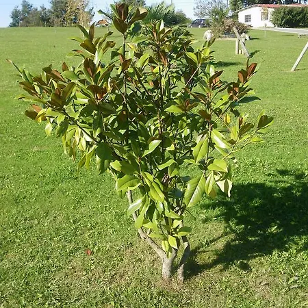 Matsa Lezama (Biscay)