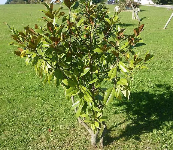 Matsa Lezama (Biscay)